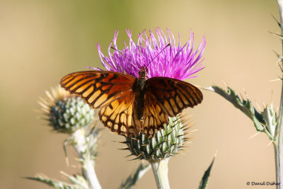 Mexican Silverspot, Big Bend National Park, Tx