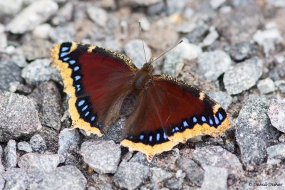 Mourning Cloak, Mount Mitchell State Park, NC