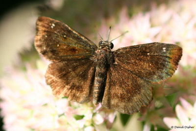 Northern Cloudywing, WS, NC