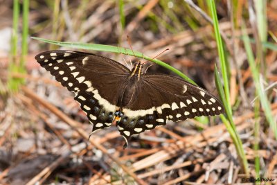 Palamedes, Croatan National Forest, NC