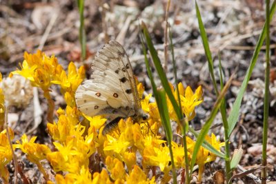 Parnassian Phoebus, Rocky Mtn National Park, Co