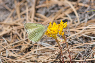 Queen Alexander, Sulphur Rocky Mtn National Park, Co