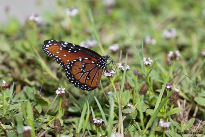 Queen Butterfly, Fort Fisher, NC