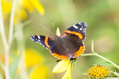 Red Admiral, Cape May, NJ 