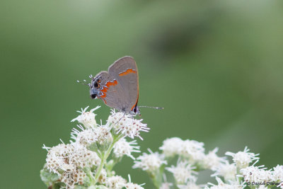 Red-banded Hairstreak, Cape May, NJ