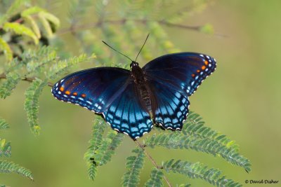 Red-spotted Purple, Bethabara Park, WS, NC