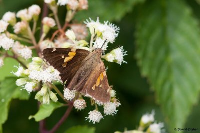 Silver-spotted Skipper, Blue Ridge Parkway, NC