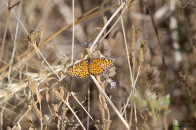 Tiny Checkerspot, Patagonia, AZ 