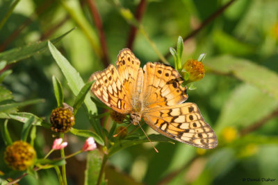 Variegated Fritillary, Tanglewood Park, Clemmons, NC