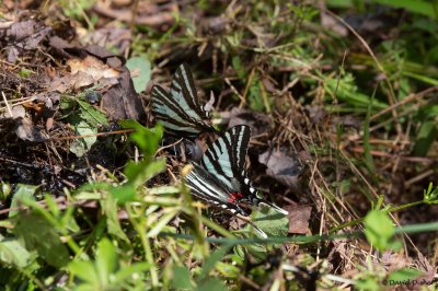 Zebra Swallowtail, Dismal Swamp NWR, Va