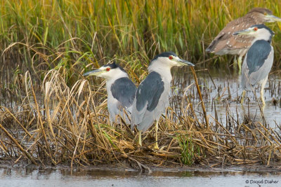 Black-crowned Night-Heron, Cape May, NJ 