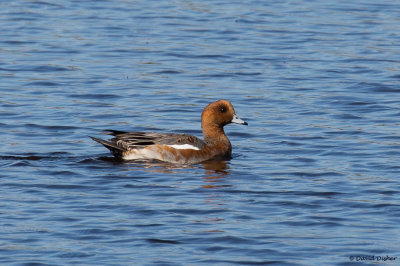 Eurasian Wigeon, Meadows, Cape May, NJ