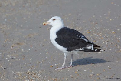 Gulls, Kittiwakes, Terns, and Skimmers
