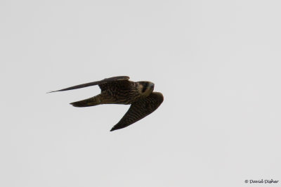 Peregrine Falcon, Cape May, NJ 
