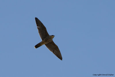 Peregrine Falcon, Cape May, NJ