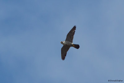Peregrine Falcon, Meadows, Cape May, NJ 