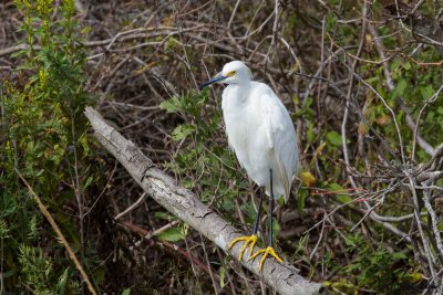 Snowy Egret, Chincoteague NWR, Va
