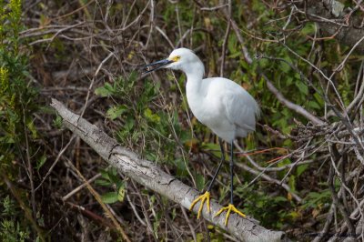 Snowy Egret, Chincoteague NWR, Va