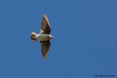 Tree Swallow, Cape May, NJ