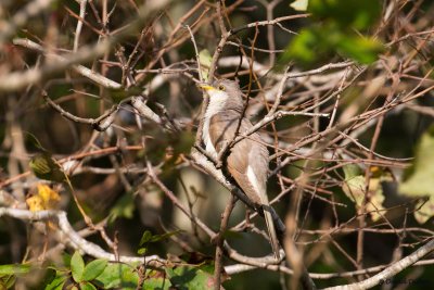 Yellow-billed Cuckoo, Cape May, NJ