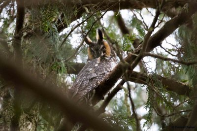 Long-eared Owl, Boyce, Va 2/7/2017