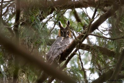 Long-eared Owl, Boyce, Va 2/7/2017