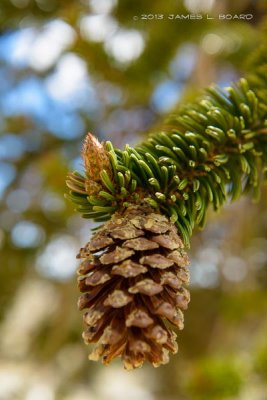 The Bristlecone Pine Cone