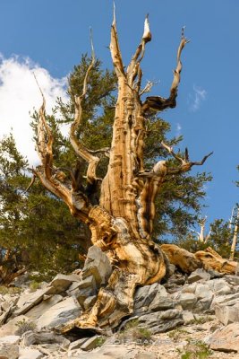 Wind Sculpted Dead Bristlecone Pine