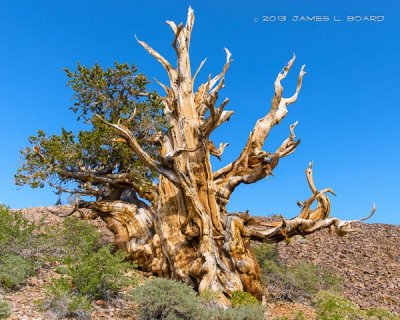 Wind Sculpted Dead Bristlecone Pine