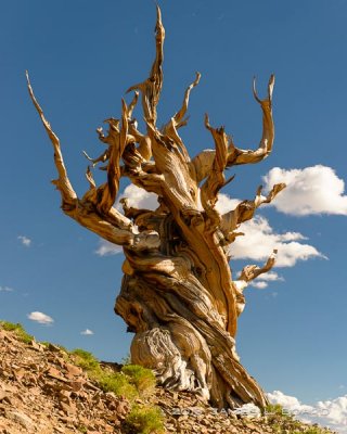 The Oldest Living Things On Earth