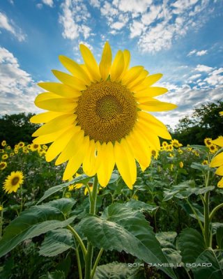 Sunflower