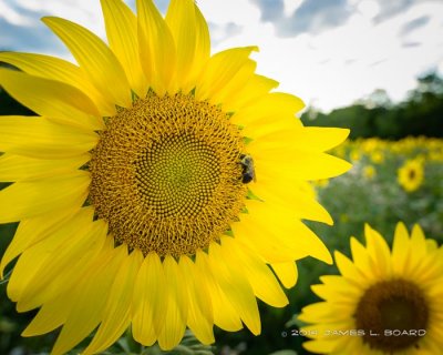 Sunflower & Bumblebee