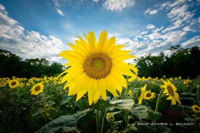 Sunflowers