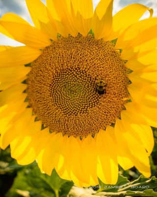 Sunflower & Bumblebee