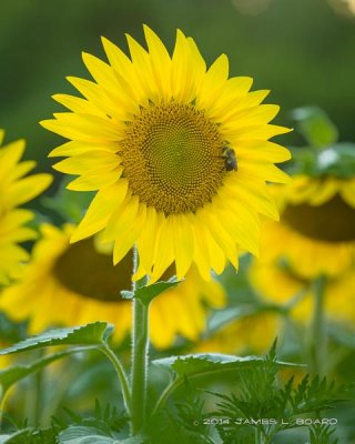 Sunflower & Bumblebee