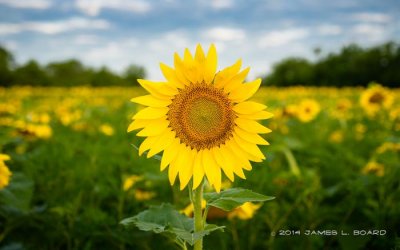 Sunflowers