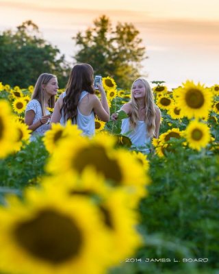 Candid Among The Sunflowers