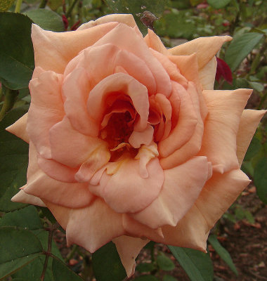 A rose by any other name.jpg