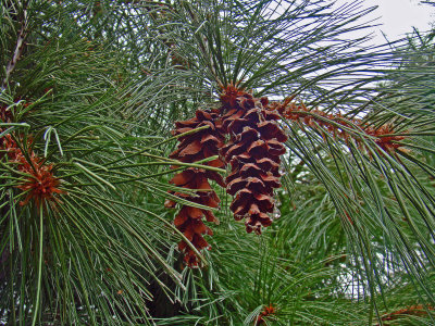 pinecone with sap.jpg