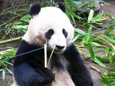 Pandas chow time.jpg