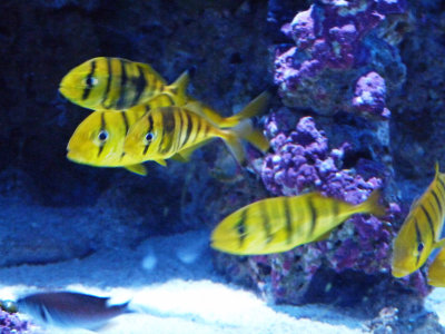 Yellow fishes.jpg