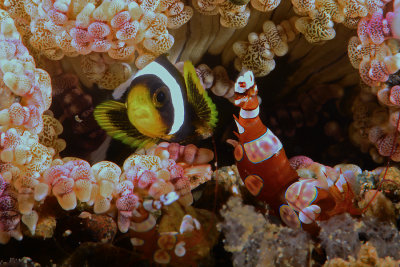 Juvenile Clownfish 