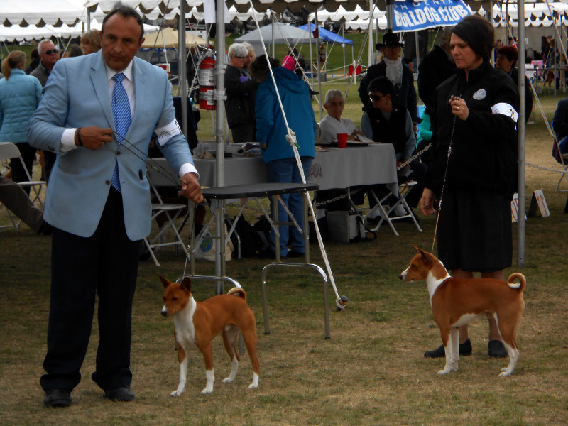 Scottsdale, AZ Dog Show photo Sundevil3 photos at