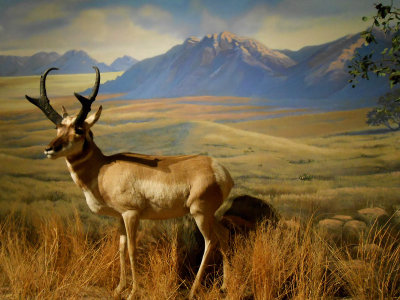 International Wildlife Museum
