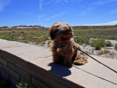 Casey at Petrified Forest
