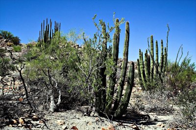 Organ Pipe Cactus