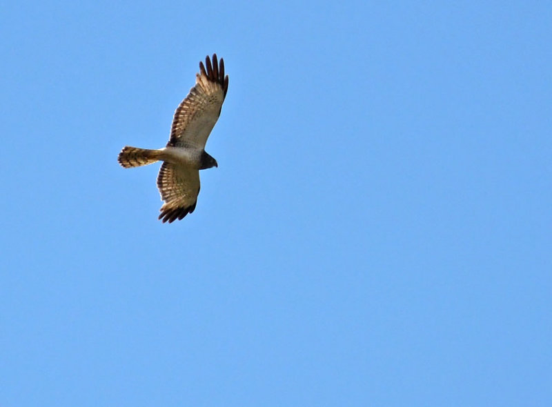 Harrier On Blue