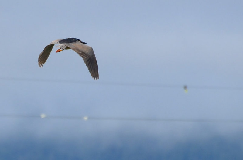 Night Heron Above the Wires