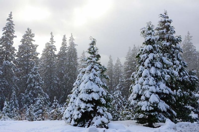 Snowy Forest