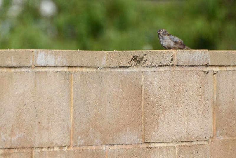 Fledgling Bird